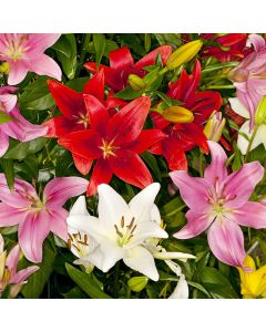 Mixed Asiatic Lilies 