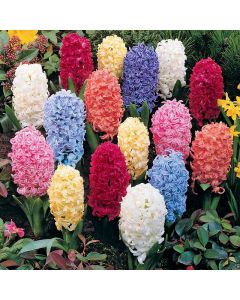 Mixed Giant Hyacinths