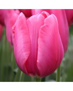 10 Don Quichotte Triumph Tulips
