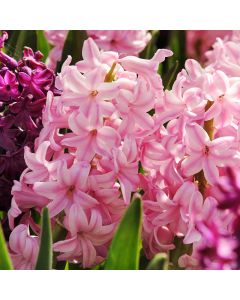 6 Fondant Hyacinth
